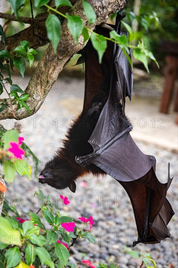 A flying fox on a bush with flowers on the ground in Bali