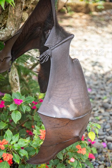 A flying fox on a bush with flowers on the ground in Bali