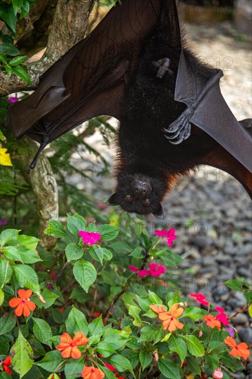 A flying fox on a bush with flowers on the ground in Bali