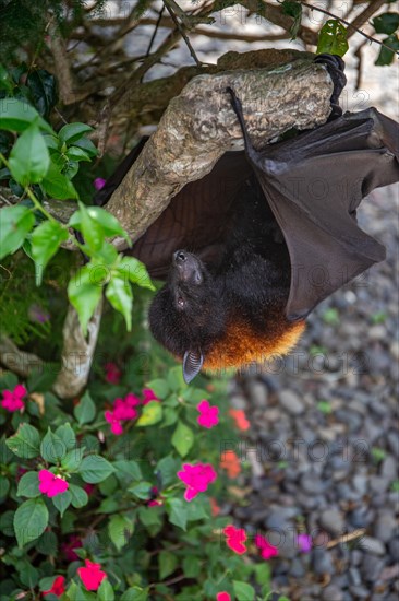 A flying fox on a bush with flowers on the ground in Bali