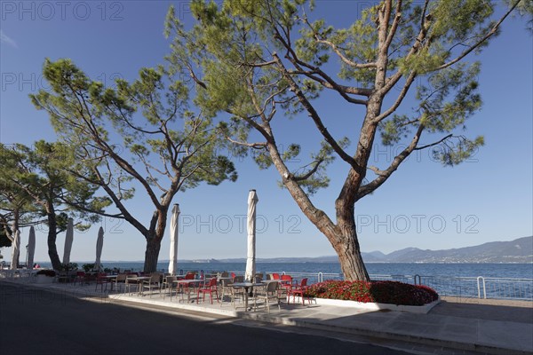 Lake shore promenade with pine trees