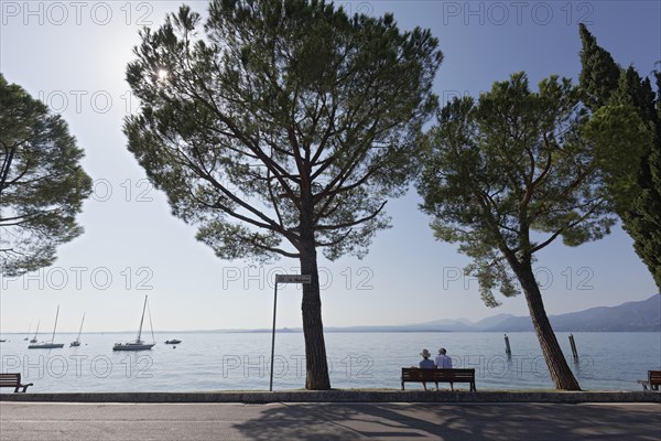 Lakeside promenade with pine trees