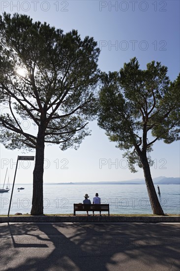 Lakeside promenade with pine trees