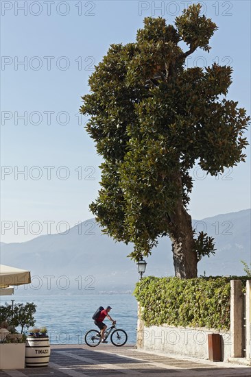 Cyclist riding on the promenade