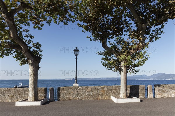 Lakeside promenade with plane trees