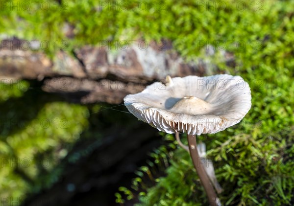 Common bonnet