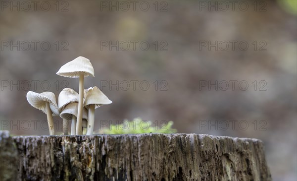 Common bonnet