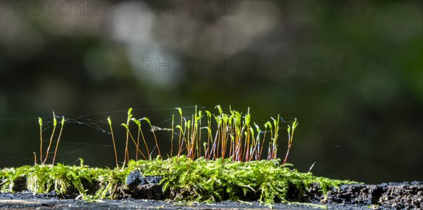 Small plant shoots on a moss bed in the forest