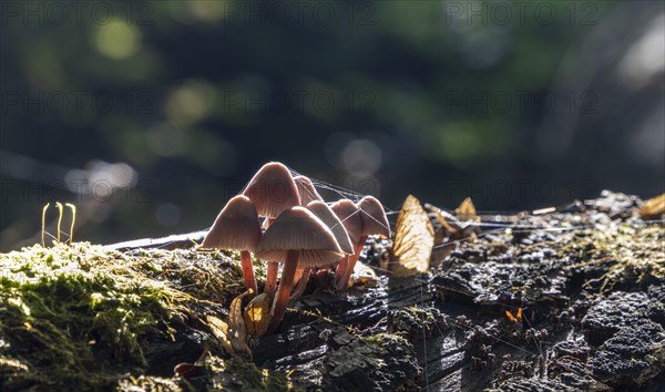 Common bonnet