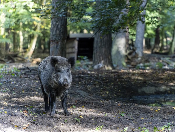 Wild boars in an enclosure in Tegeler Forst