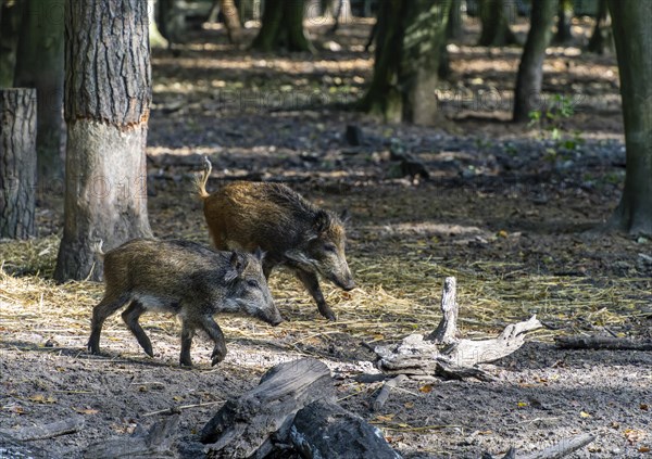 Wild boars in an enclosure in Tegeler Forst