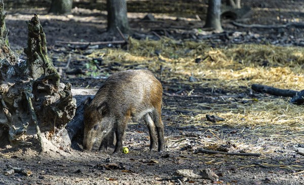 Wild boars in an enclosure in Tegeler Forst