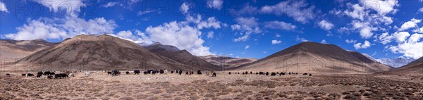 A large flock of domestic yaks