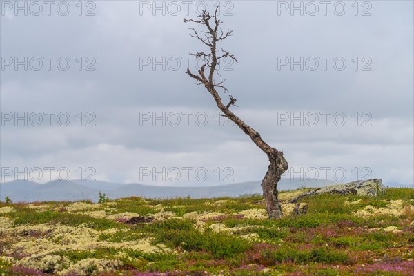 Dead tree