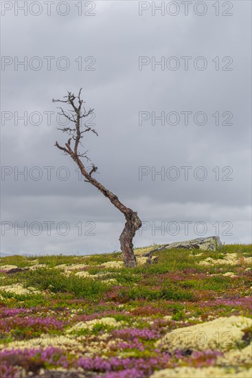 Dead tree