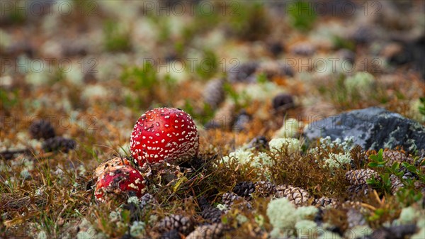 Fly agaric