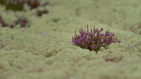 Common heather