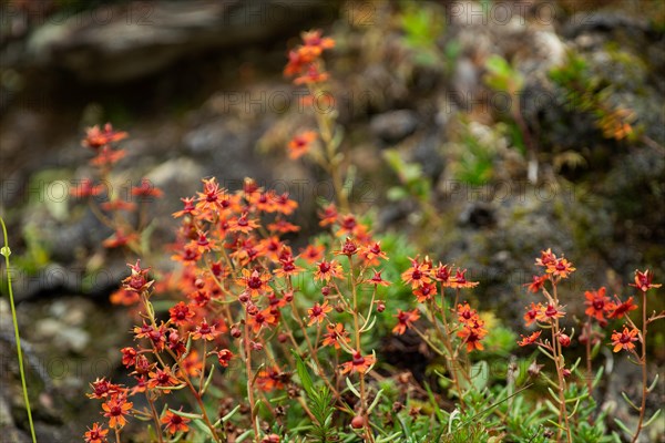 Fat-cap saxifrage