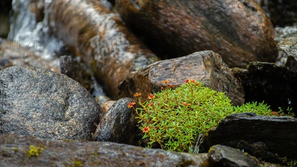 Fat-cap saxifrage