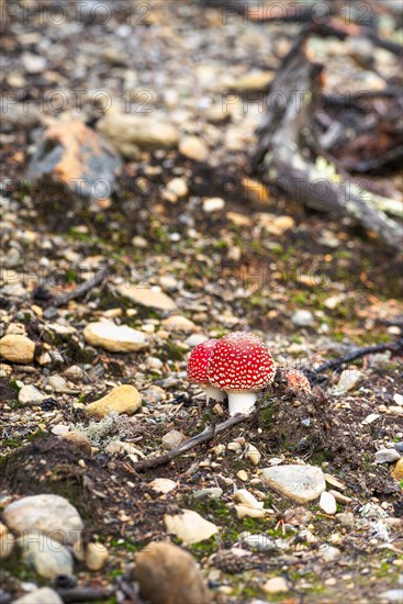 Fly agaric