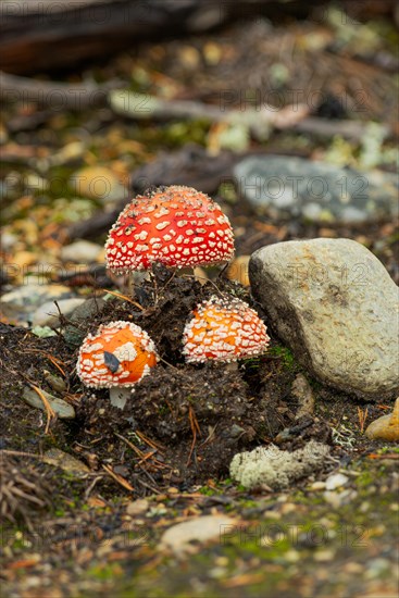 Fly agaric