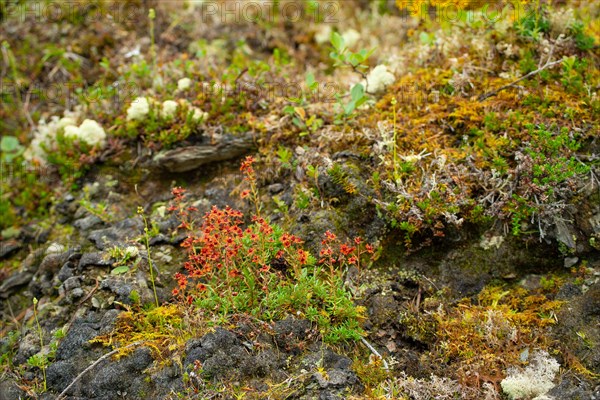 Fat-cap saxifrage