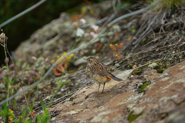 Bluethroat