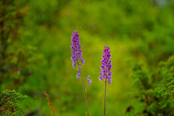 Northern Monkshood