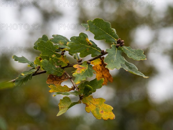 Autumn leaves on a branch