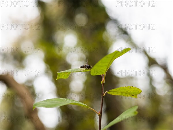 Grasshopper on autumn leaves