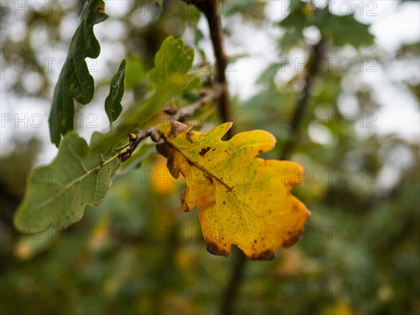 Autumn leaves