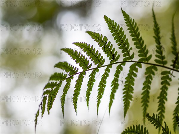 Fern in autumn