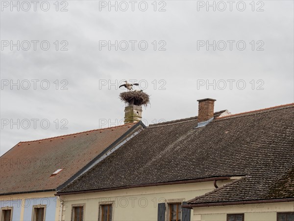 White stork