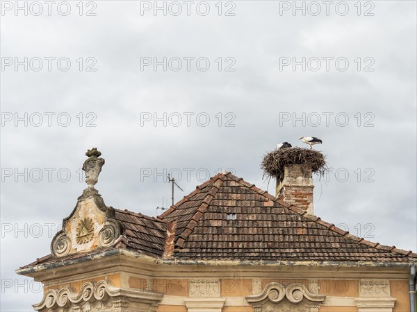 White stork