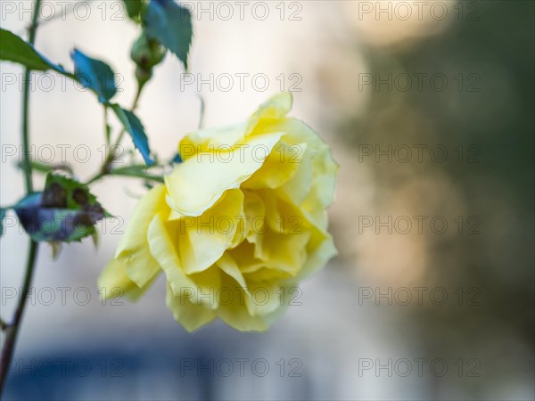 Yellow roses