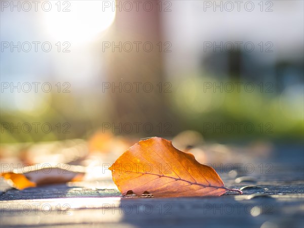 Autumn leaves backlit on a park table