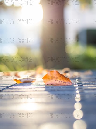 Autumn leaves backlit on a park table