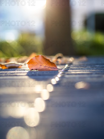 Autumn leaves backlit on a park table