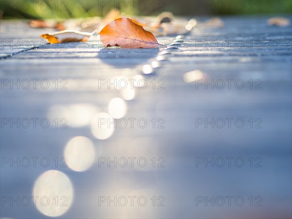 Autumn leaves backlit on a park table