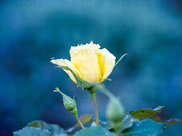 Yellow rose