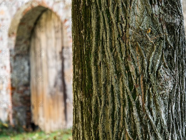 Gnarled tree trunk