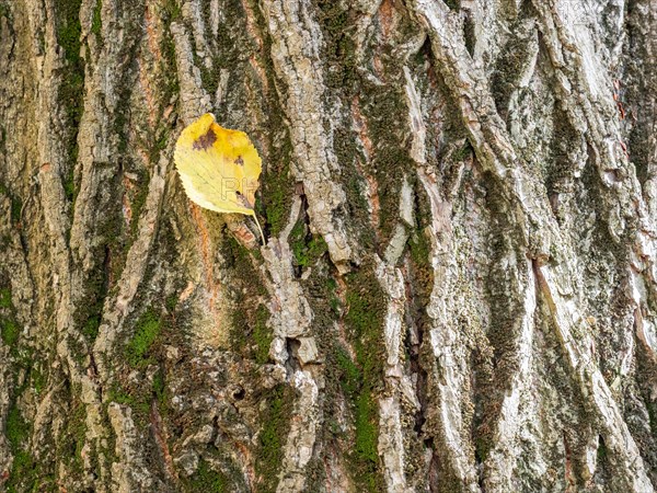 Autumn leaf on a gnarled tree trunk