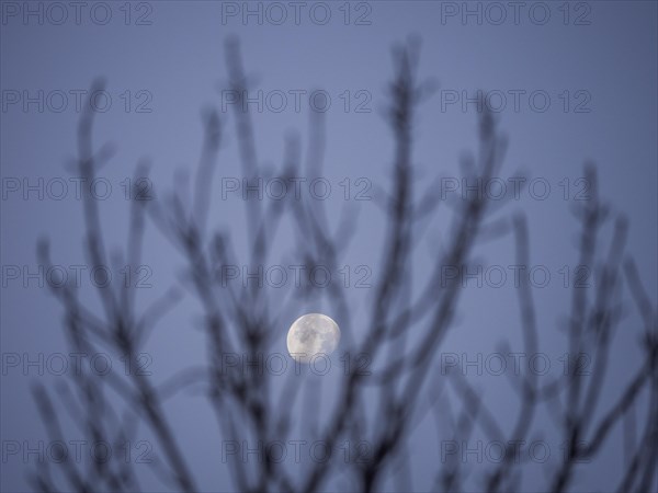 Moon behind branches