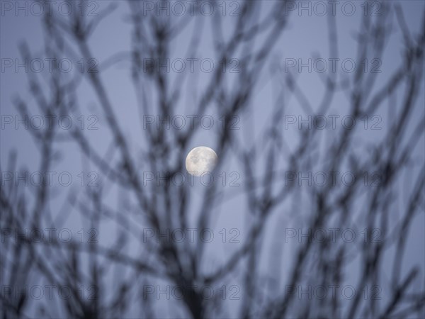 Moon behind branches