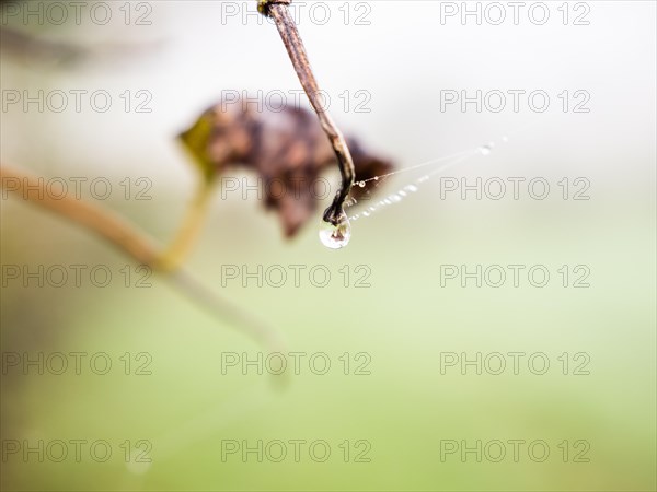 Dewdrops on a spider's web