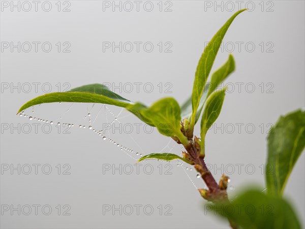 Dewdrops on a spider's web