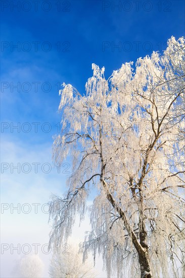 Birch trees with hoar frost against a blue sky