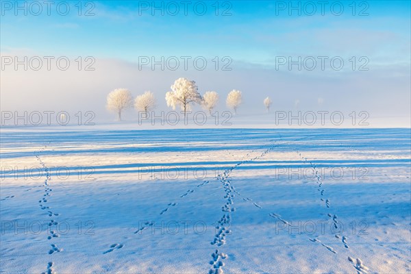 Paw prints in the snow on a field with trees in the fog in winter