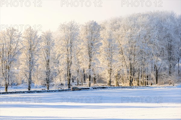 Line of frosty trees by a country road with a car driving an cold winter day