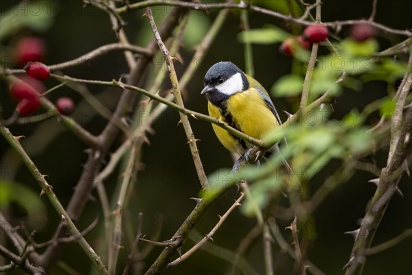 Great tit